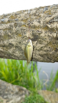 フナの釣果