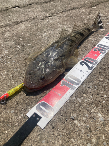 マゴチの釣果