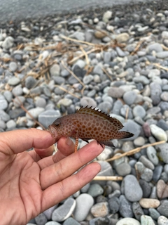 オオモンハタの釣果