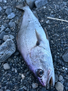 ニベの釣果