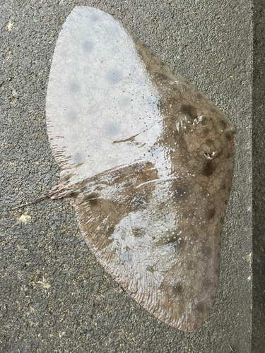 ツバクロエイの釣果