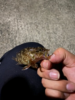 タケノコメバルの釣果