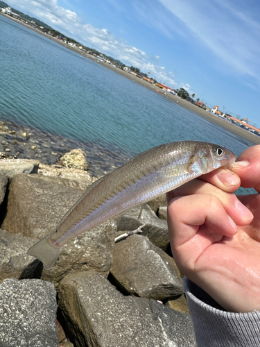 シロギスの釣果