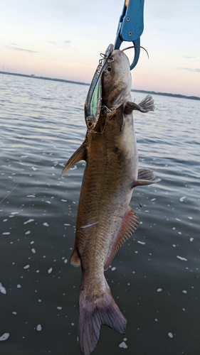 アメリカナマズの釣果