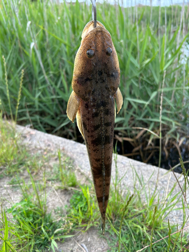 コチの釣果