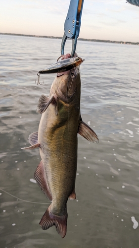 アメリカナマズの釣果