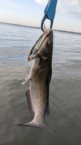 アメリカナマズの釣果