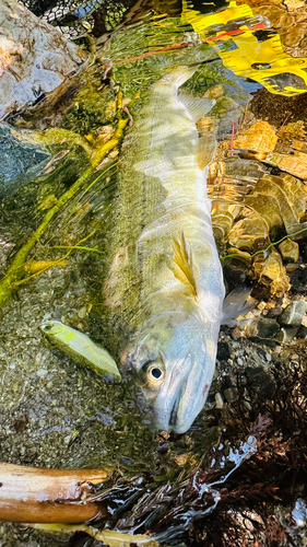 ヤマメの釣果