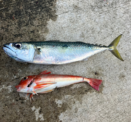 サバの釣果