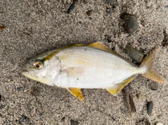 ショゴの釣果