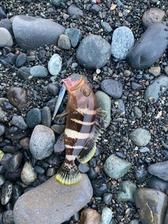 アオハタの釣果