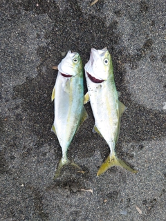 ワカシの釣果