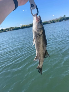 スズキの釣果