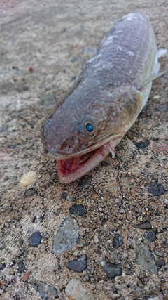 エソの釣果