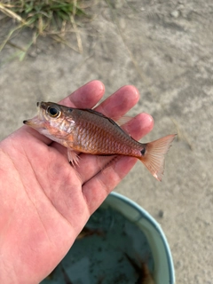 クロホシイシモチの釣果