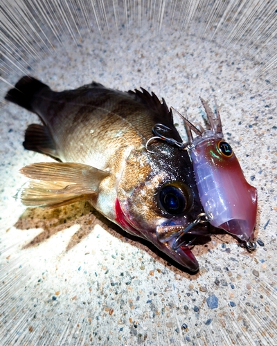 メバルの釣果