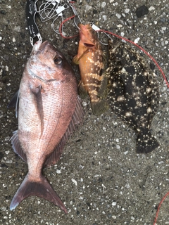 マダイの釣果