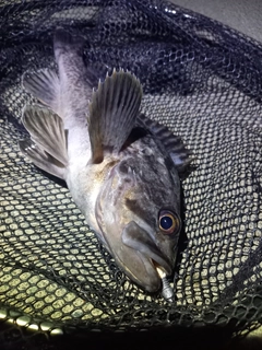 クロソイの釣果