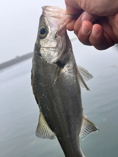 セイゴ（ヒラスズキ）の釣果