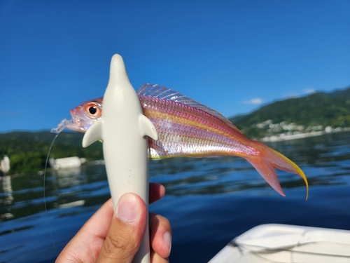 イトヨリダイの釣果