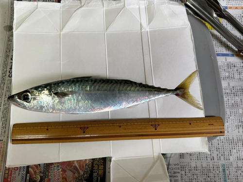 サバの釣果