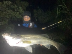 スズキの釣果