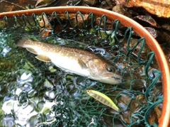 イワナの釣果