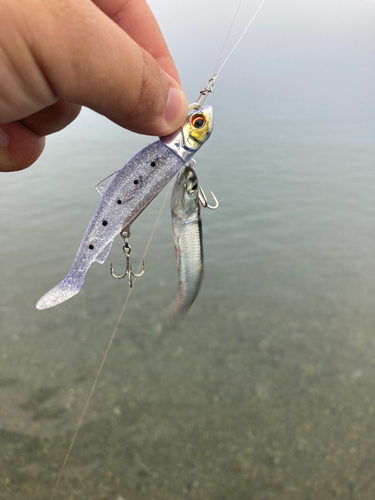 カタクチイワシの釣果