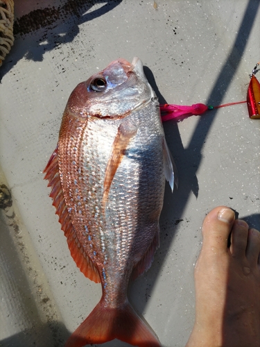 マゴチの釣果