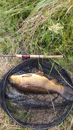 コイの釣果