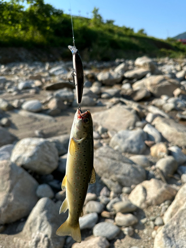 ブラウントラウトの釣果