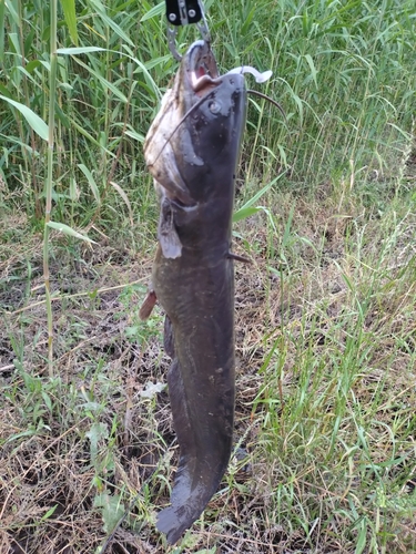 ナマズの釣果