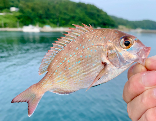 チャリコの釣果