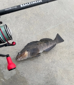 アイナメの釣果