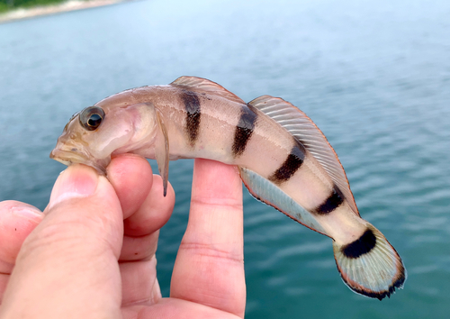 リュウグウハゼの釣果