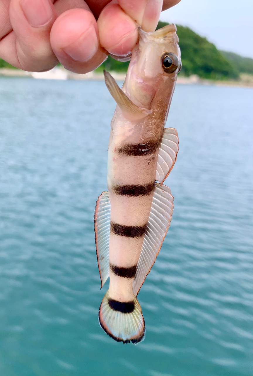 リュウグウハゼ