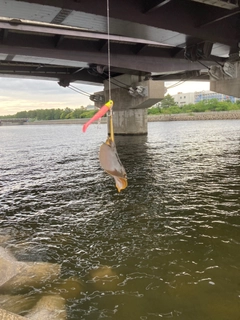 アカエイの釣果