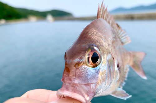 チャリコの釣果