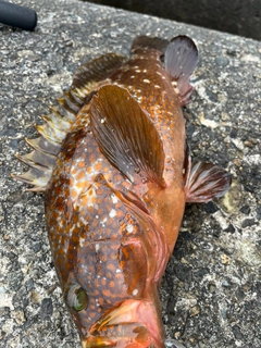 アコウの釣果