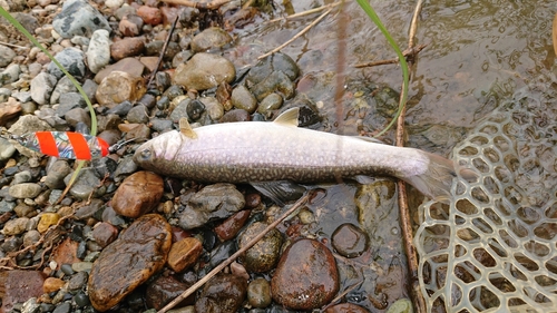 魚野川