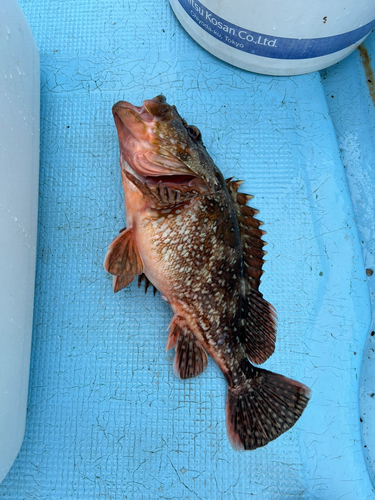 カサゴの釣果