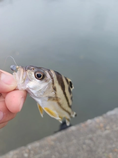 コトヒキの釣果