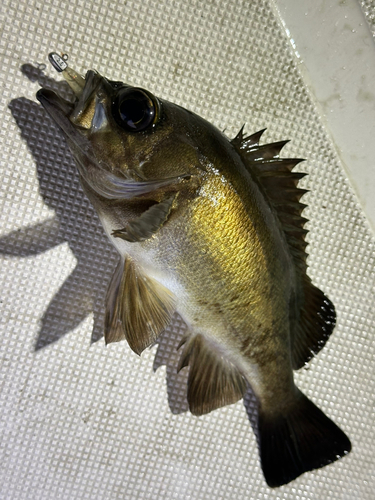 メバルの釣果