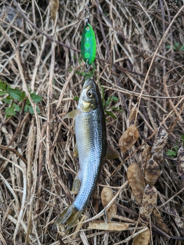 カワムツの釣果