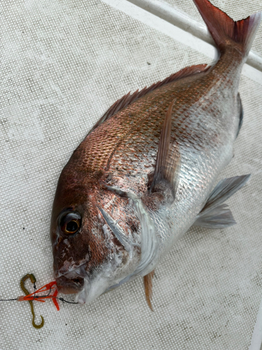 マダイの釣果