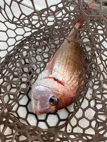 チダイの釣果