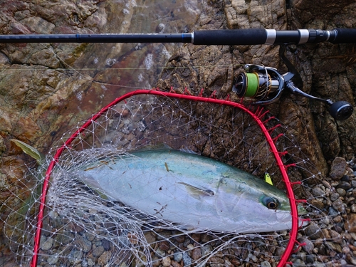 ハマチの釣果