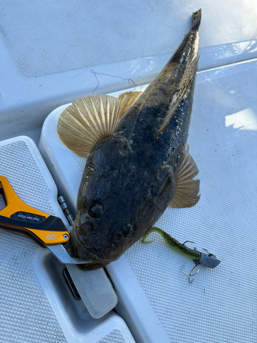 マゴチの釣果