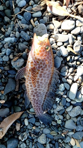 オオモンハタの釣果