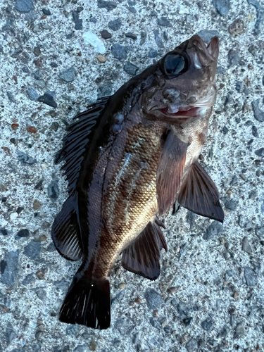 メバルの釣果